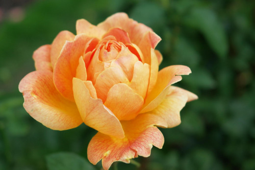 434939 (a): :2400x1600
